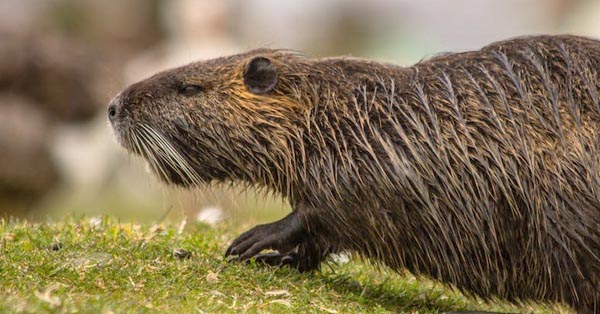 When It Comes to Oral Health, We Can Learn Something from the Beavers