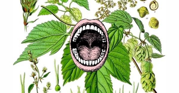 The Secret To Better Teeth Found In Beer Breweries The Secret To Better Teeth Found In Beer Breweries