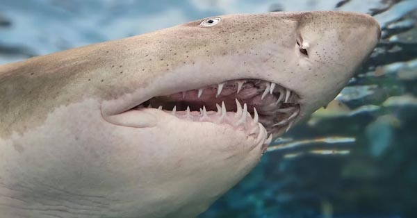 Why Sharks Don’t Get Cavities Why Sharks Don’t Get Cavities